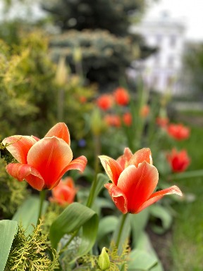 цукеуе5
