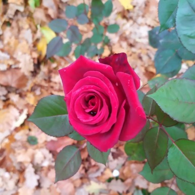 17